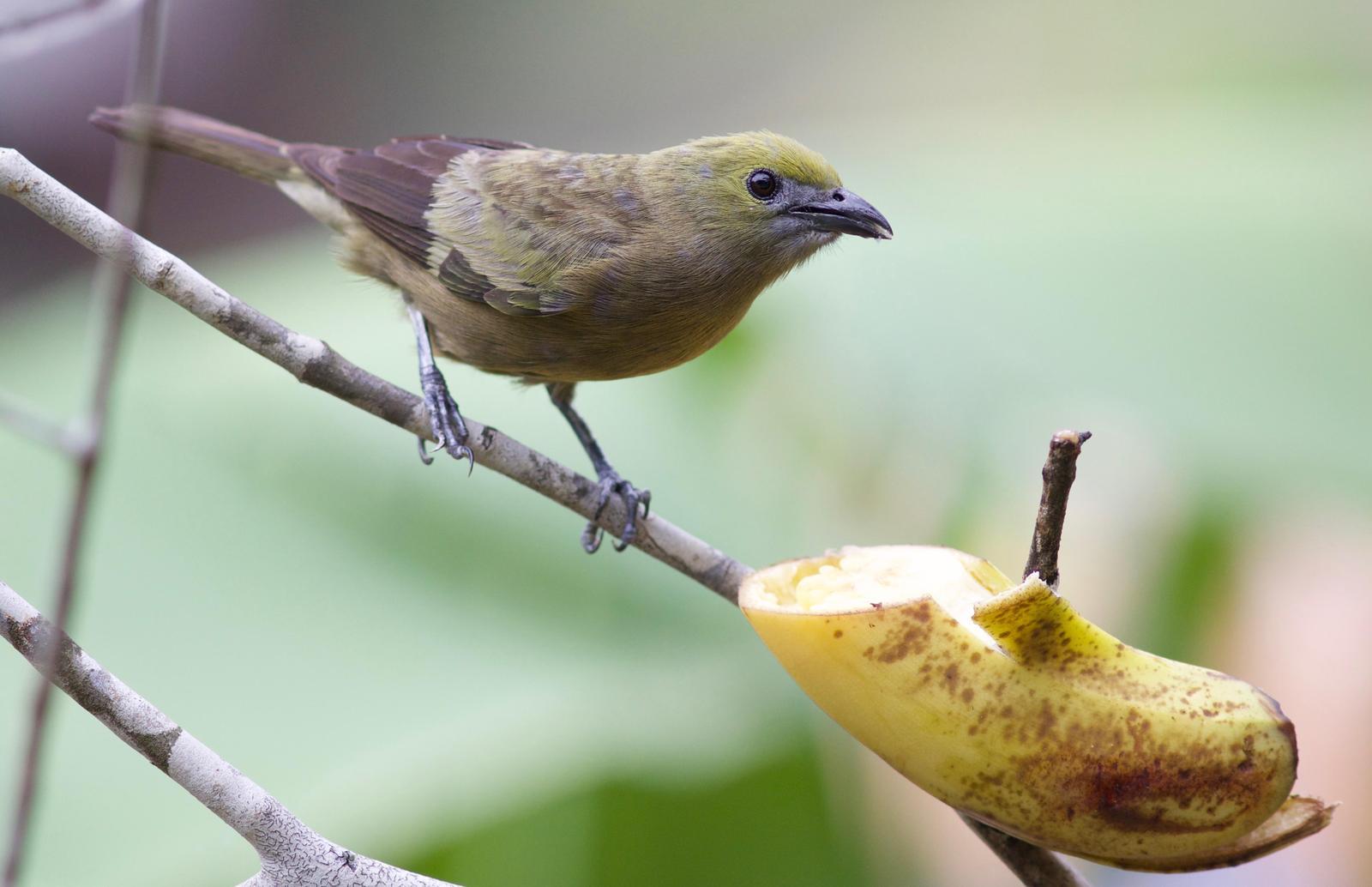 Palm Tanager Photo by Andre  Moncrieff