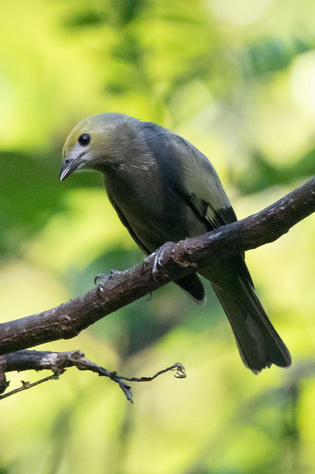 Palm Tanager Photo by Phil Kahler