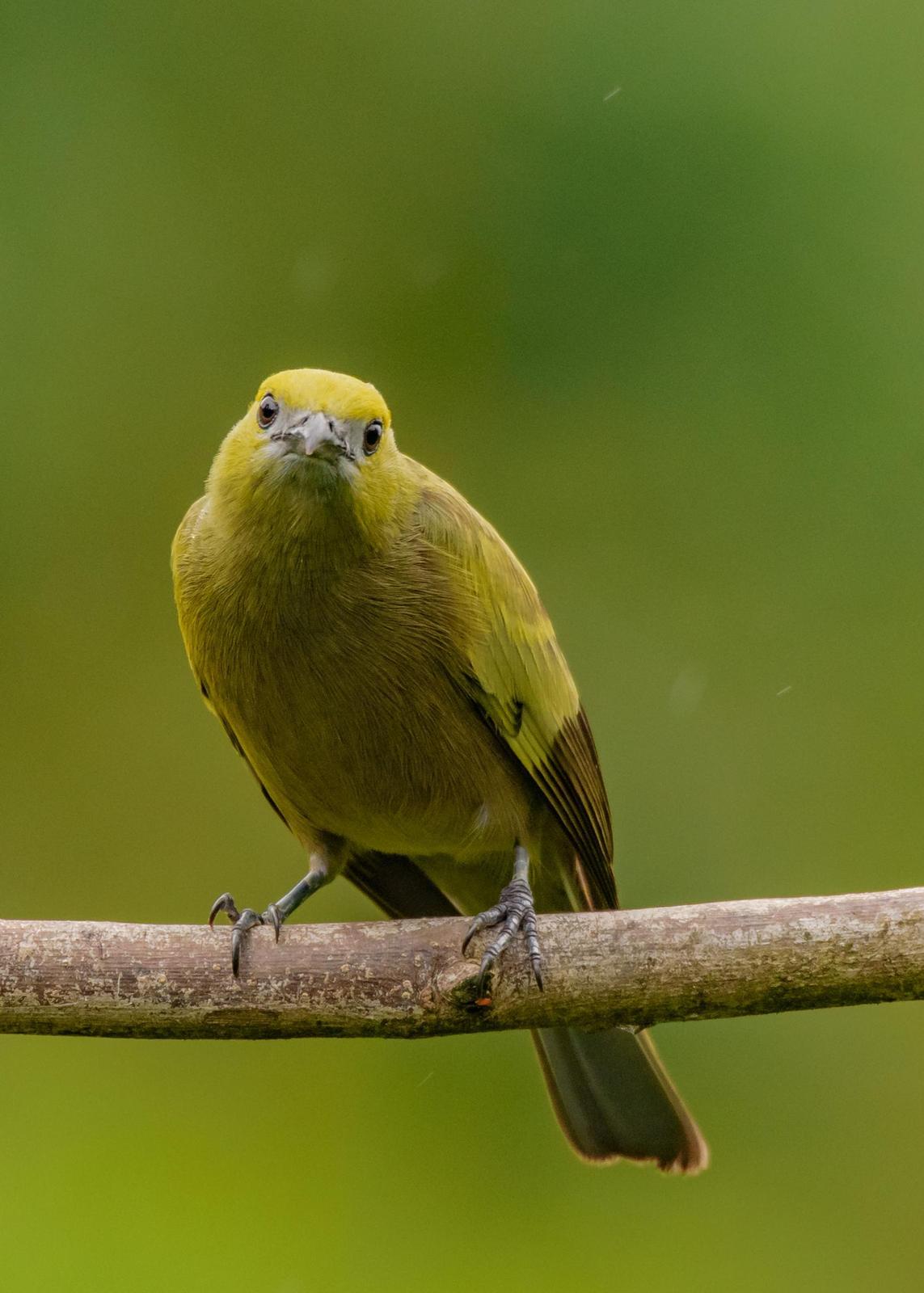 Palm Tanager Photo by Keshava Mysore