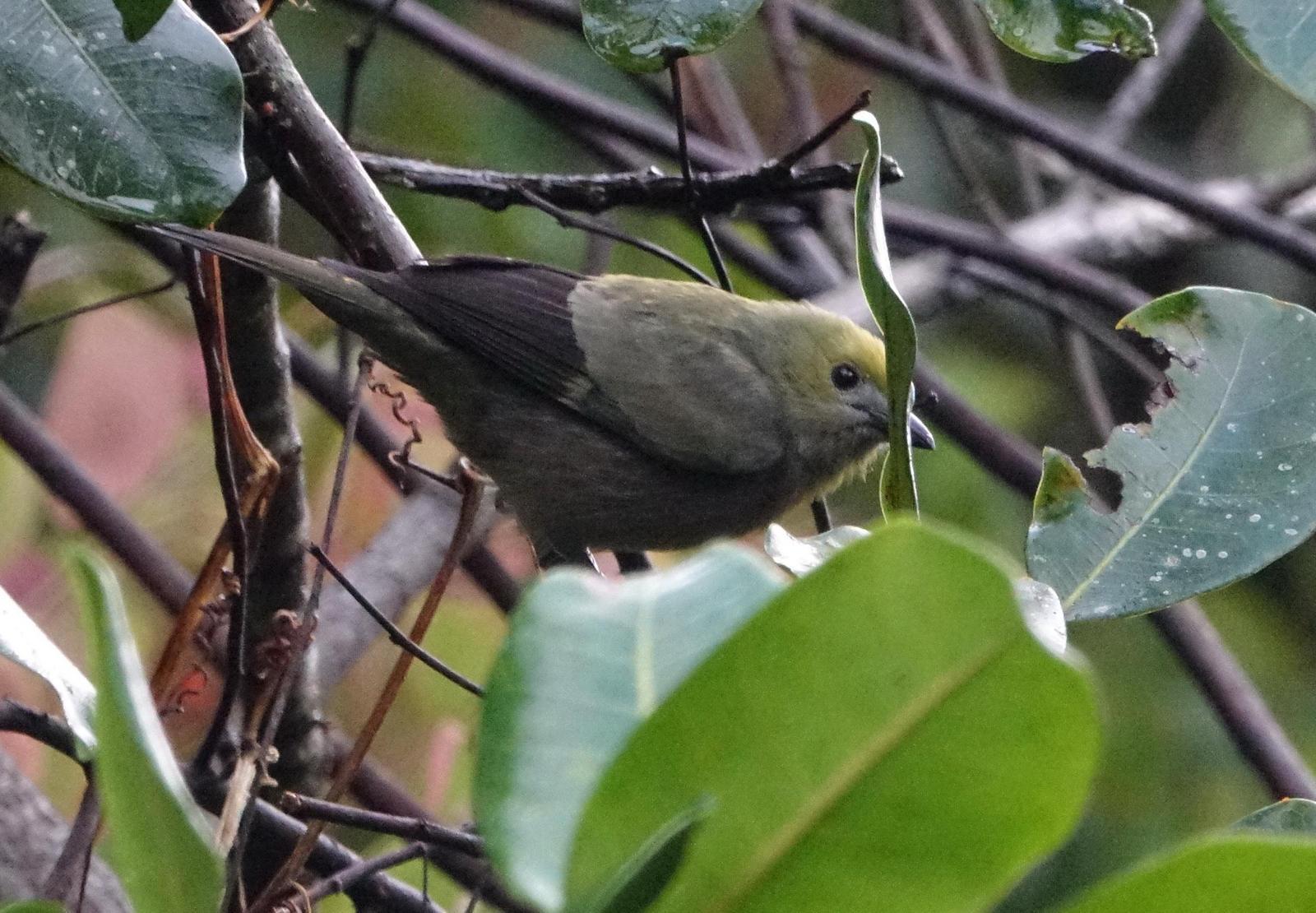 Palm Tanager Photo by Doug Swartz