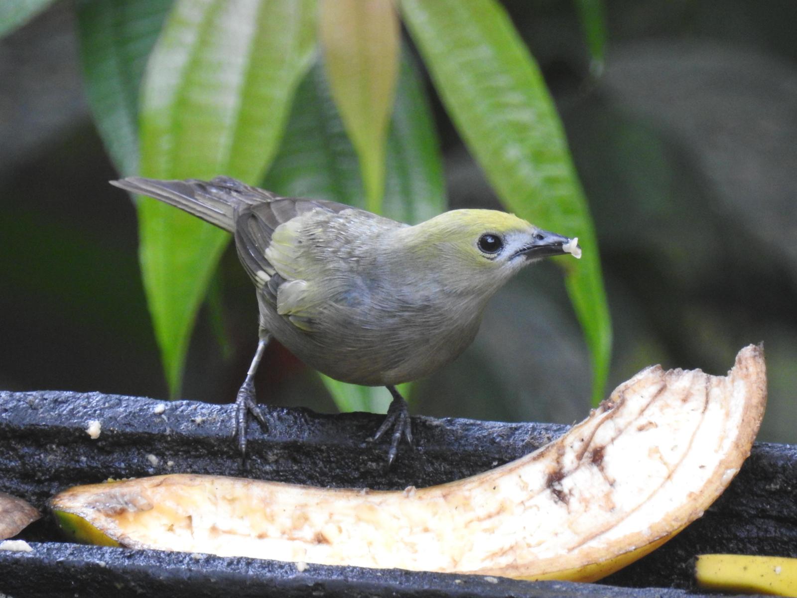 Palm Tanager Photo by John Licharson