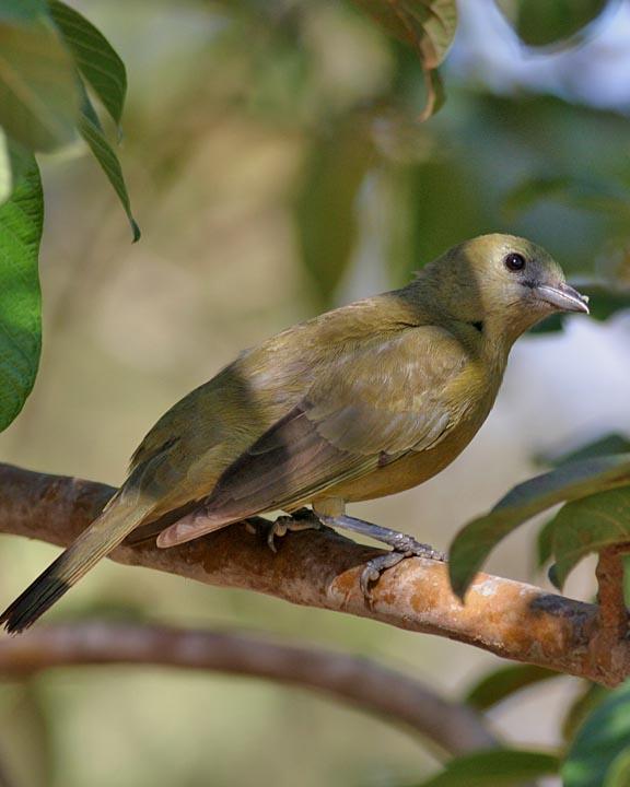 Palm Tanager Photo by Peter Boesman