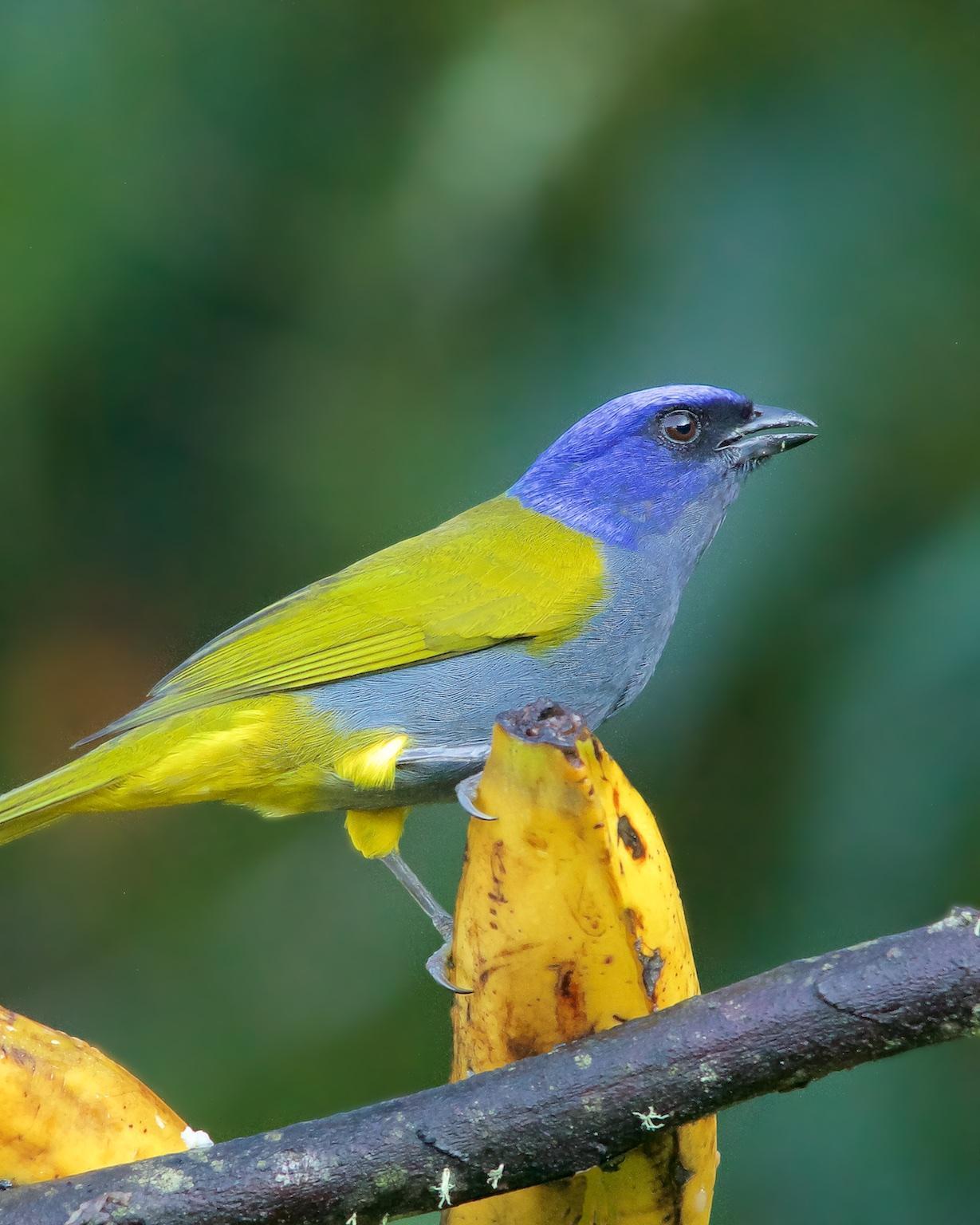 Blue-capped Tanager Photo by Denis Rivard