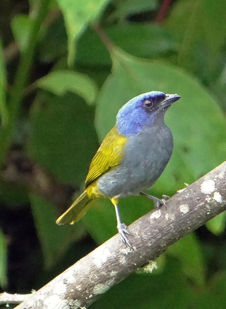 Blue-capped Tanager Photo by Robert Behrstock