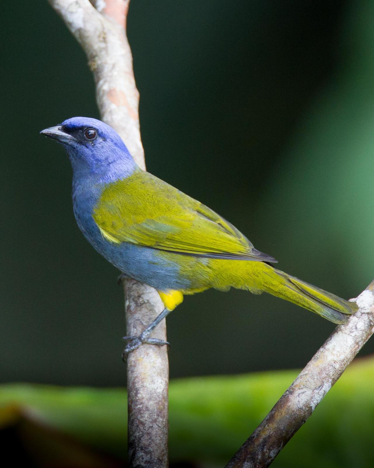 Blue-capped Tanager Photo by Robert Lewis