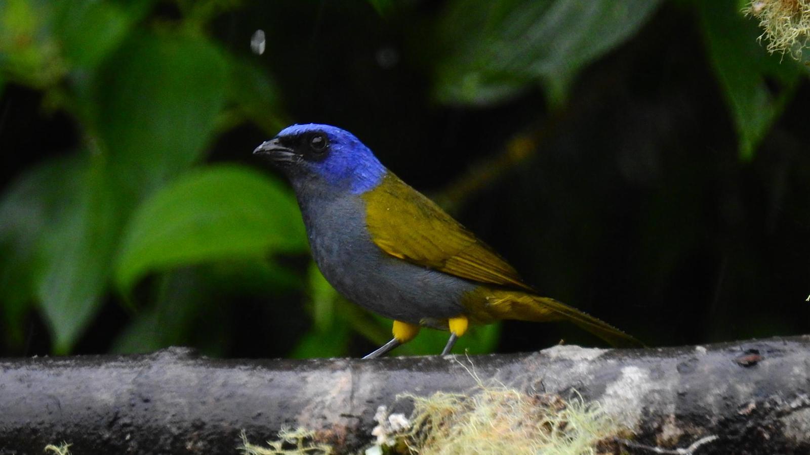 Blue-capped Tanager Photo by Julio Delgado