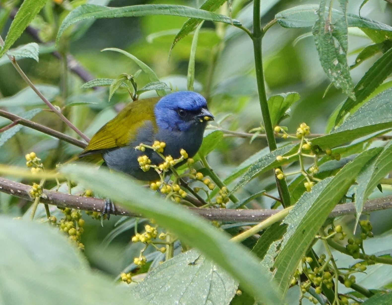 Blue-capped Tanager Photo by Doug Swartz