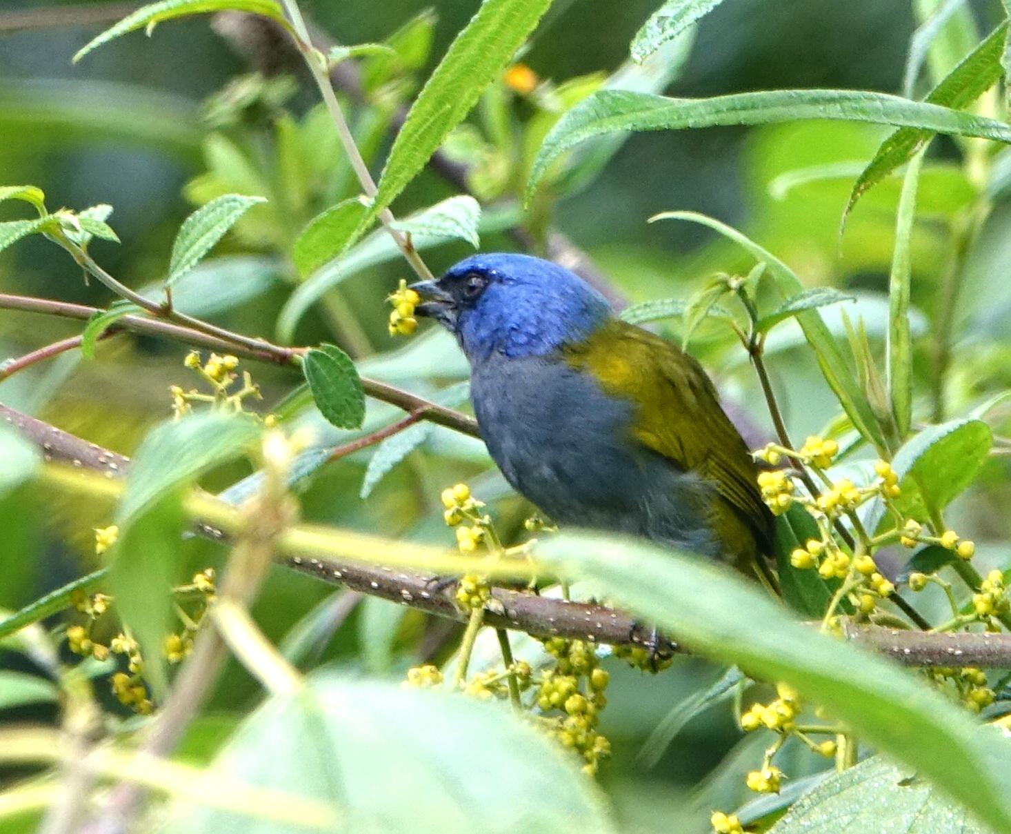 Blue-capped Tanager Photo by Doug Swartz