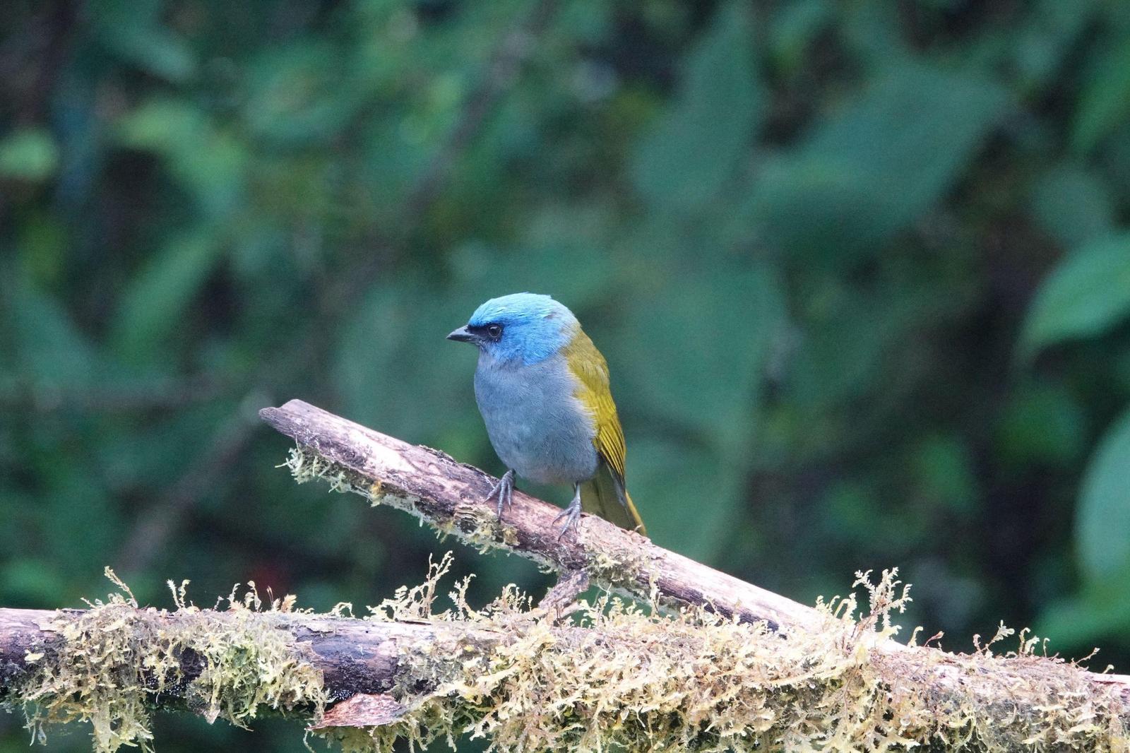 Blue-capped Tanager Photo by Bonnie Clarfield-Bylin