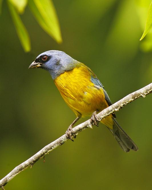 Blue-and-yellow Tanager Photo by Francesco Veronesi