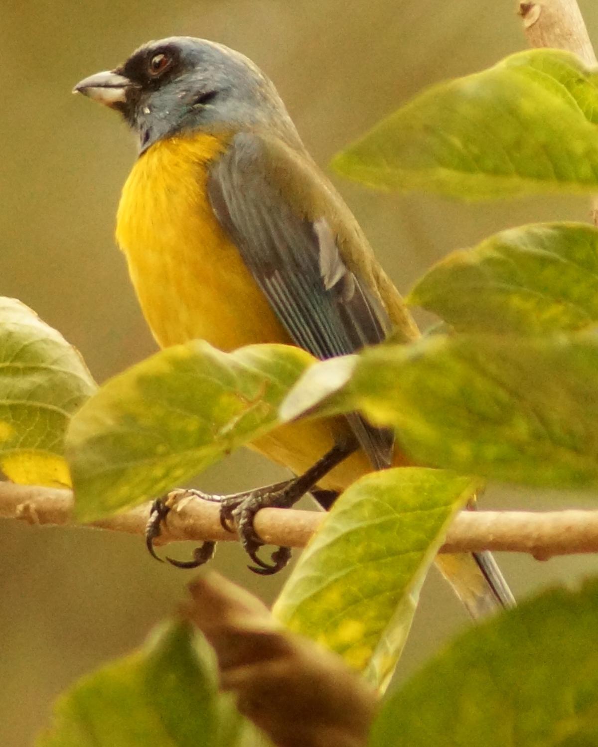 Blue-and-yellow Tanager Photo by Robin Oxley