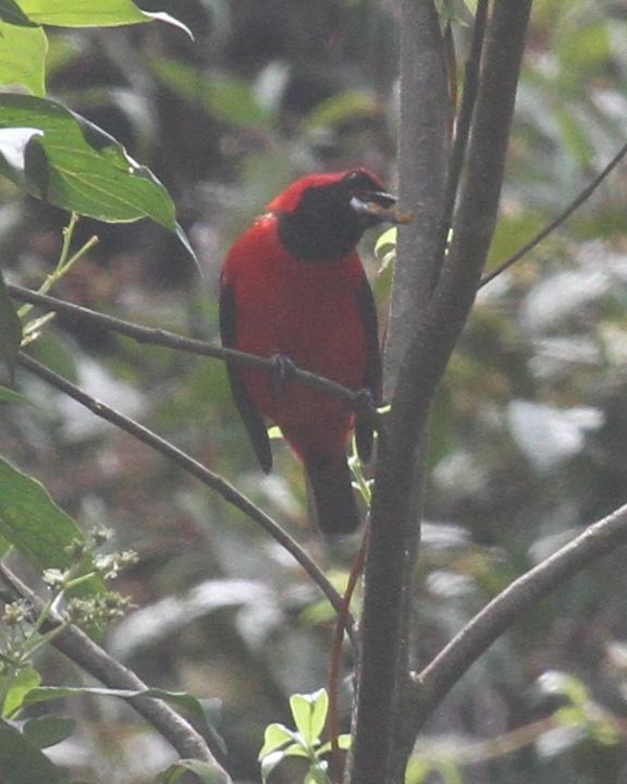 Vermilion Tanager Photo by Kent Fiala