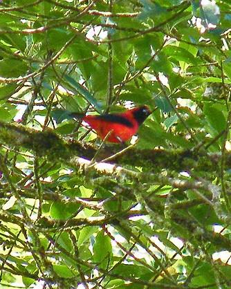 Vermilion Tanager Photo by Sheridan Coffey