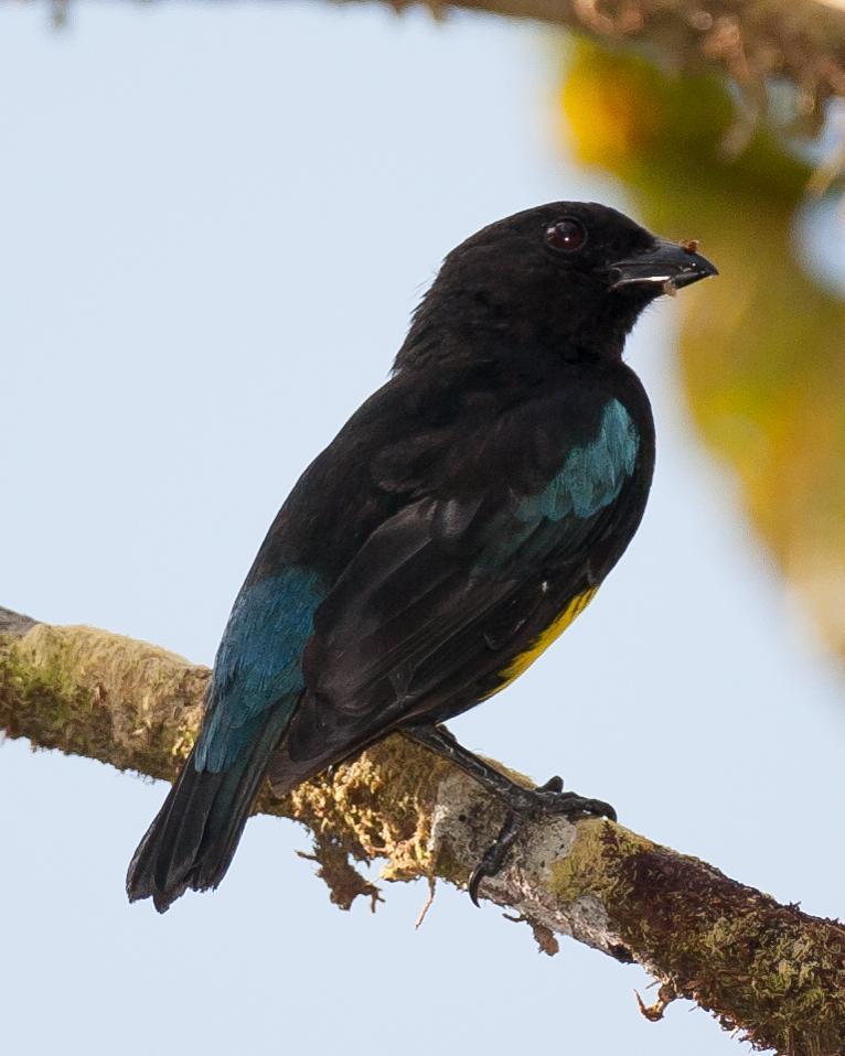 Black-and-gold Tanager Photo by Robert Lewis