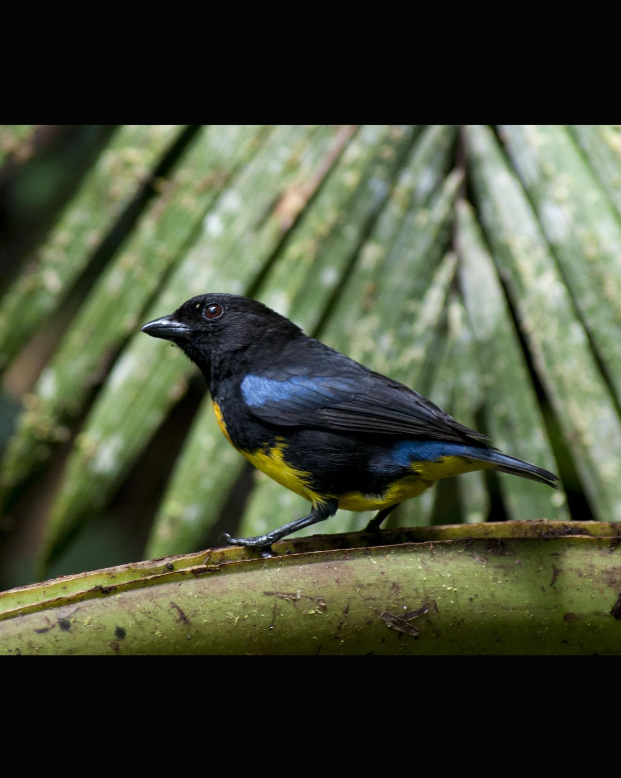 Black-and-gold Tanager Photo by Diego Cueva