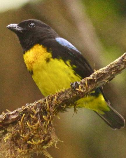 Black-and-gold Tanager Photo by Olivier Barden