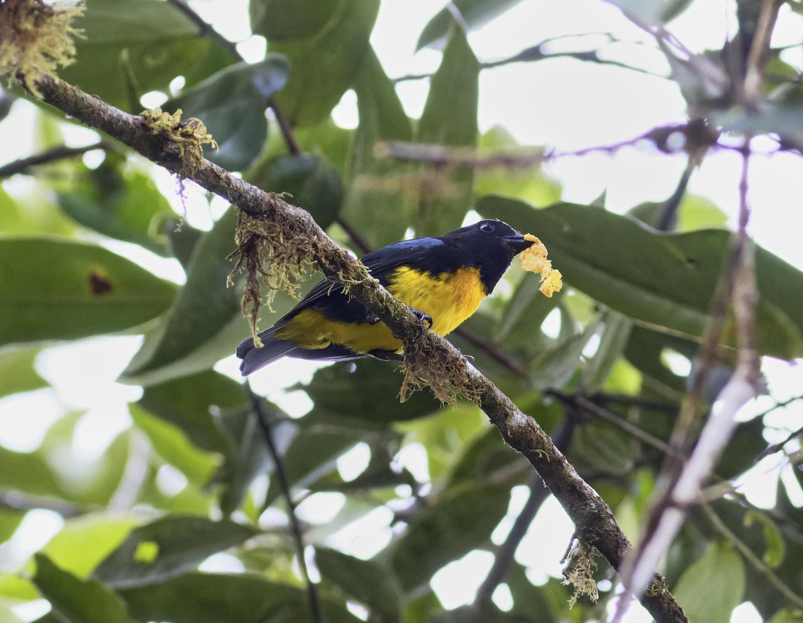 Black-and-gold Tanager Photo by Leonardo Garrigues