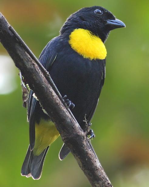 Golden-chested Tanager Photo by Luke Seitz