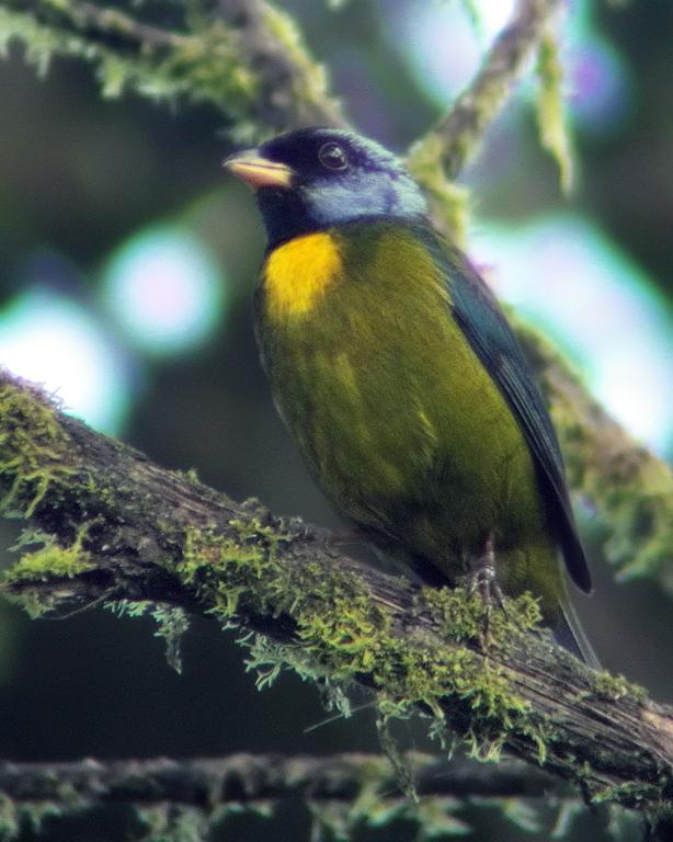 Moss-backed Tanager Photo by Nick Athanas