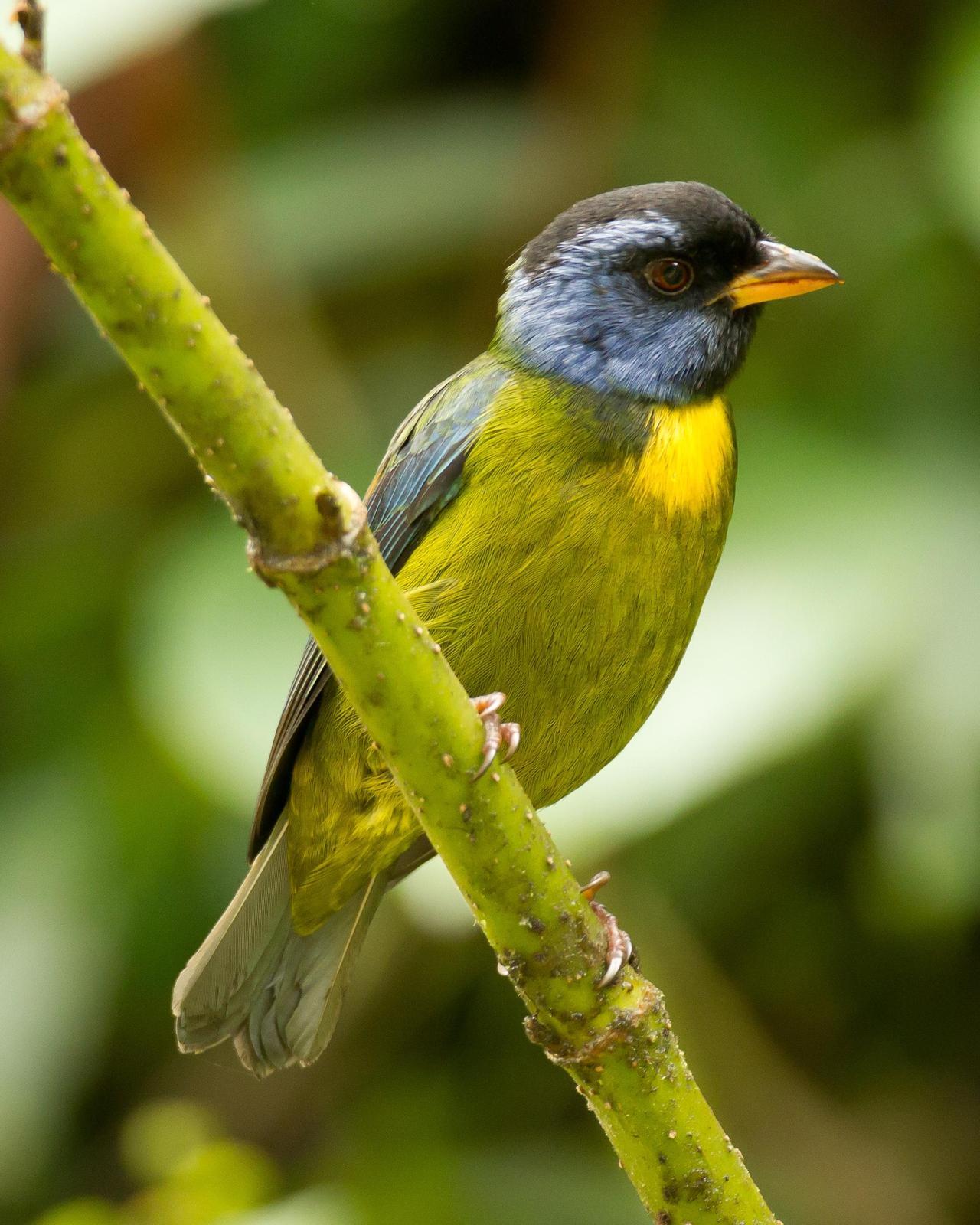 Moss-backed Tanager Photo by Robert Lewis