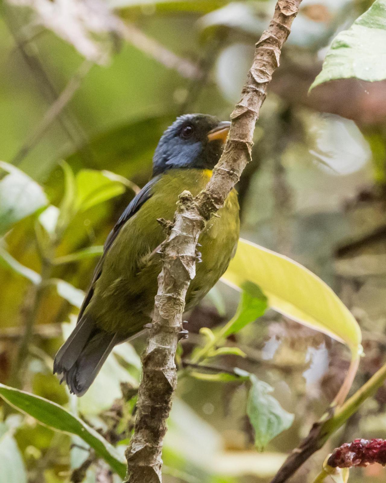 Moss-backed Tanager Photo by Harold Davis