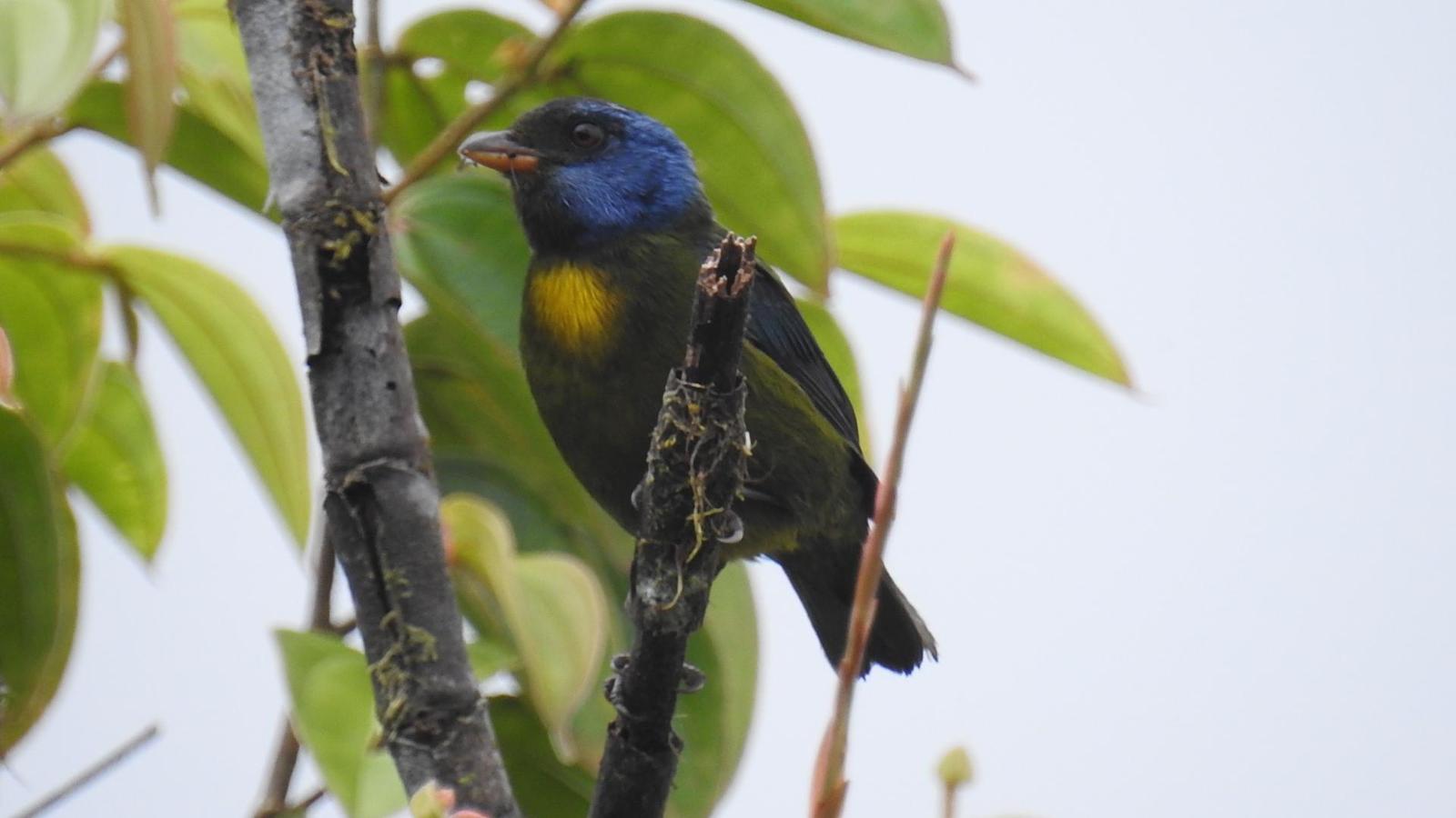 Moss-backed Tanager Photo by Julio Delgado