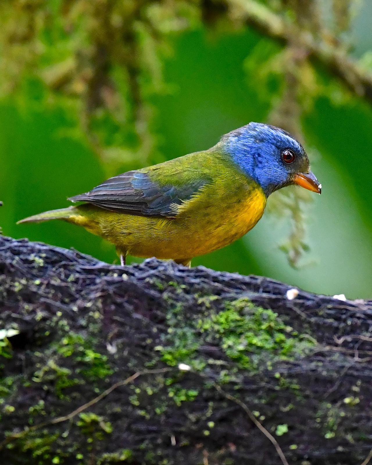 Moss-backed Tanager Photo by Gerald Friesen