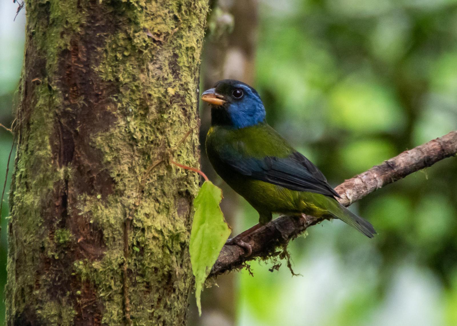 Moss-backed Tanager Photo by Gerald Hoekstra