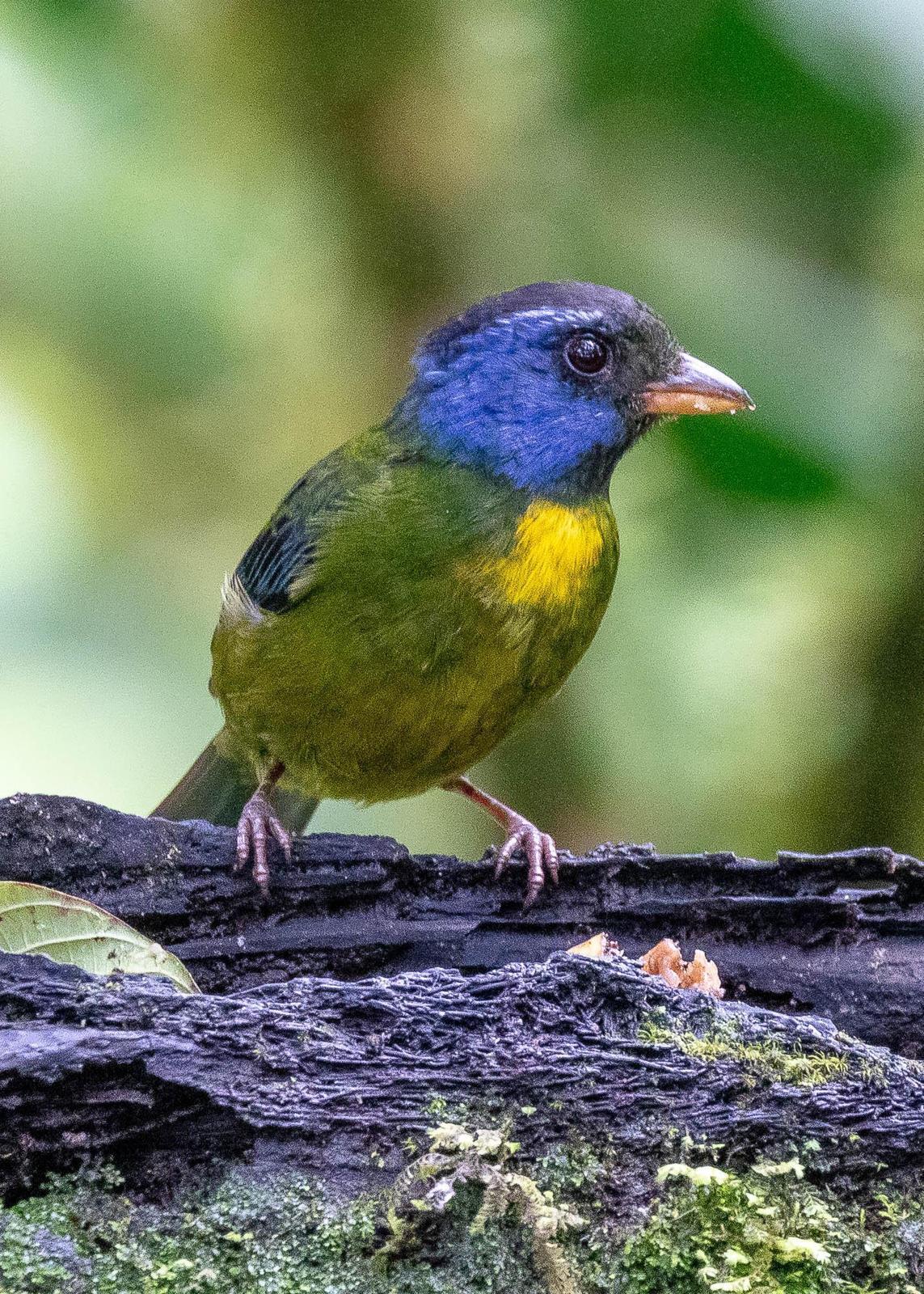 Moss-backed Tanager Photo by Denis Rivard