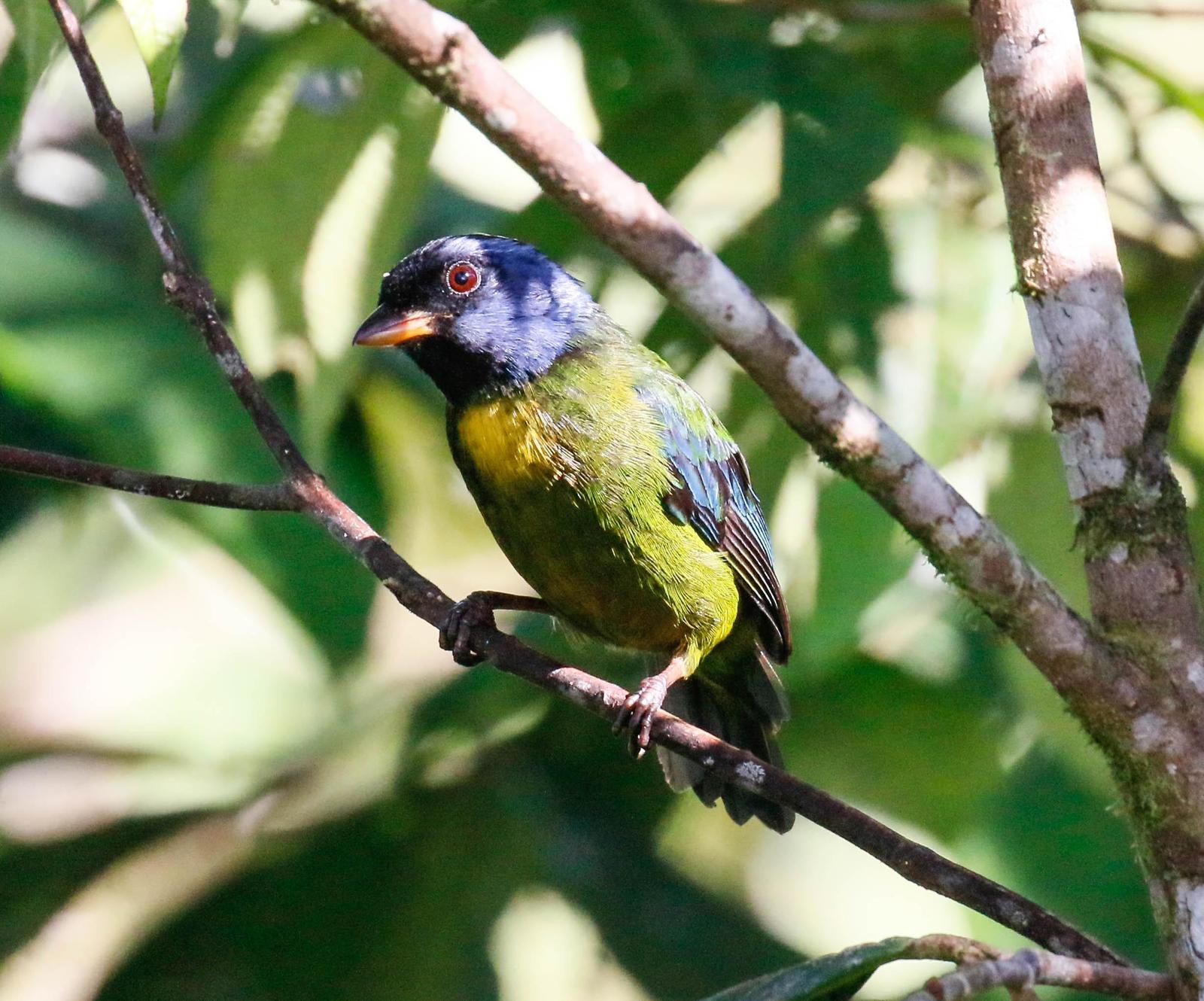 Moss-backed Tanager Photo by Thomas Driscoll