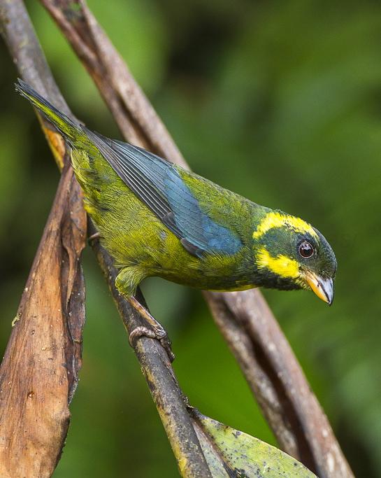 Gold-ringed Tanager Photo by Francesco Veronesi