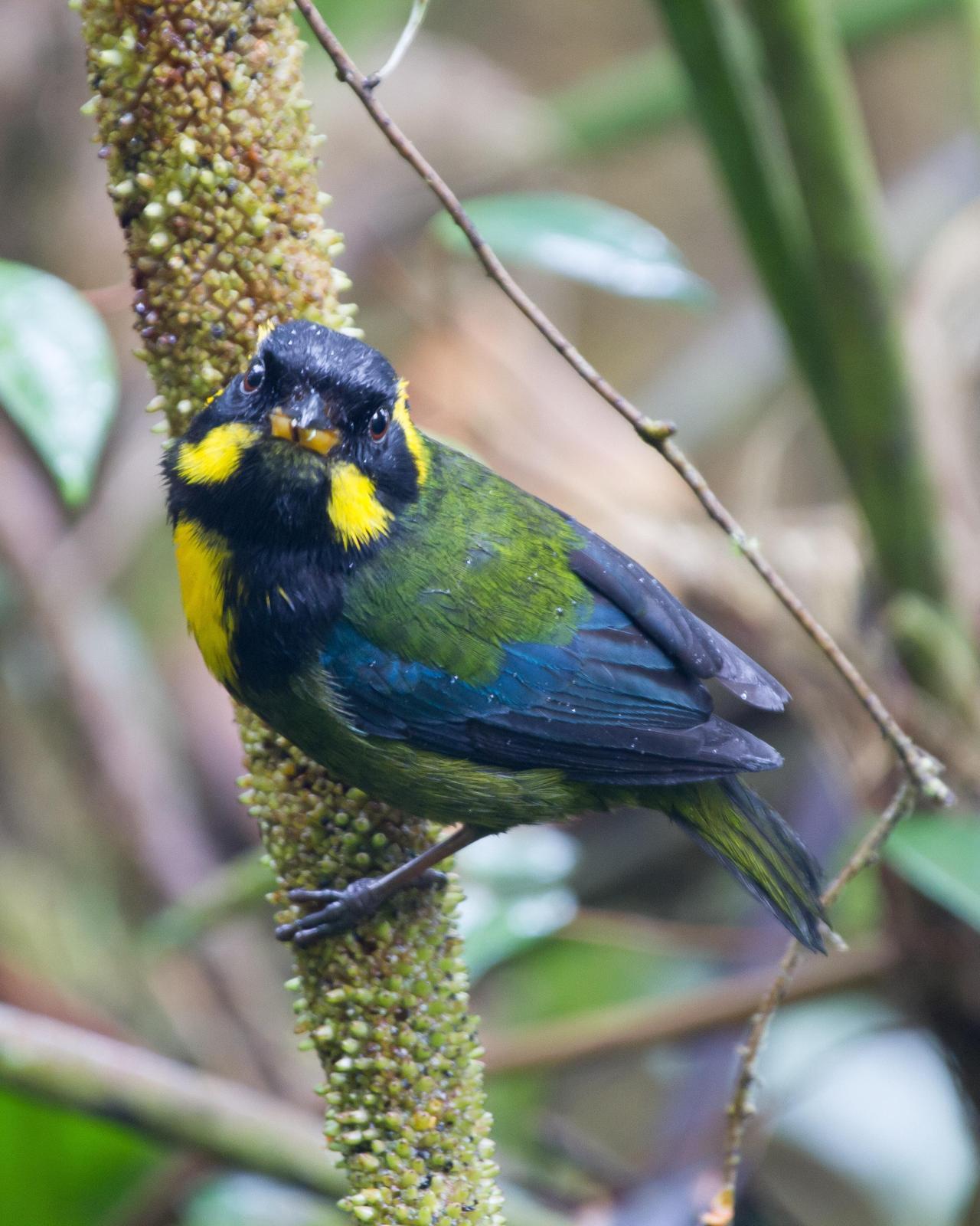 Gold-ringed Tanager Photo by Robert Lewis