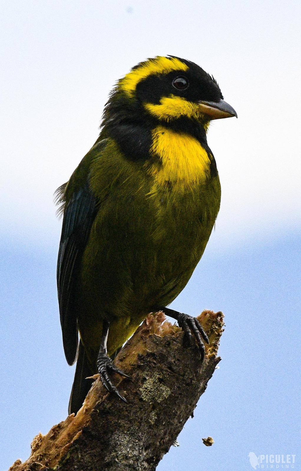 Gold-ringed Tanager Photo by Julio Delgado
