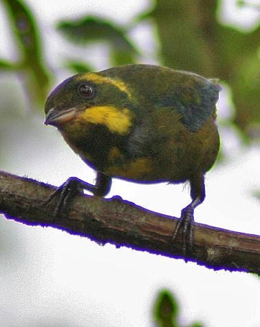 Gold-ringed Tanager Photo by Sheridan Coffey