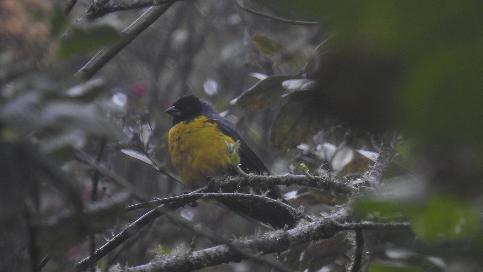 Hooded Mountain-Tanager Photo by Julio Delgado