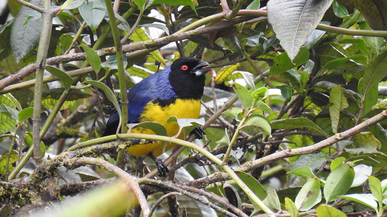 Hooded Mountain-Tanager Photo by Julio Delgado