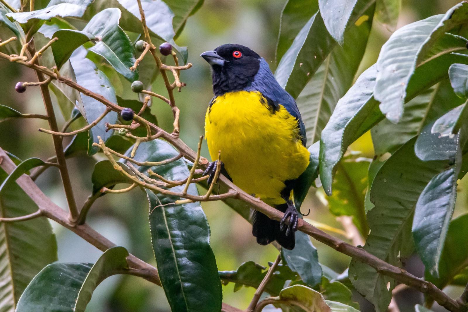 Hooded Mountain-Tanager Photo by Gerald Hoekstra