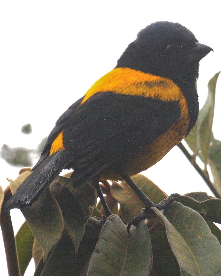 Golden-backed Mountain-Tanager Photo by Marshall Iliff