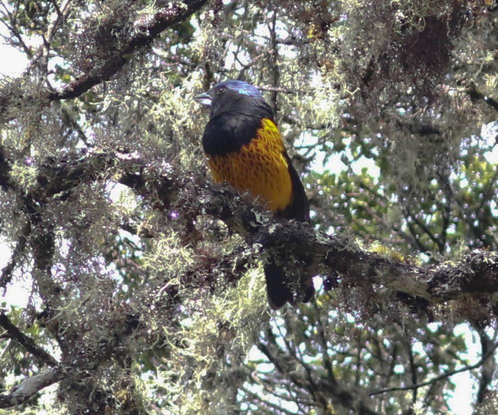 Golden-backed Mountain-Tanager Photo by Leonardo Garrigues