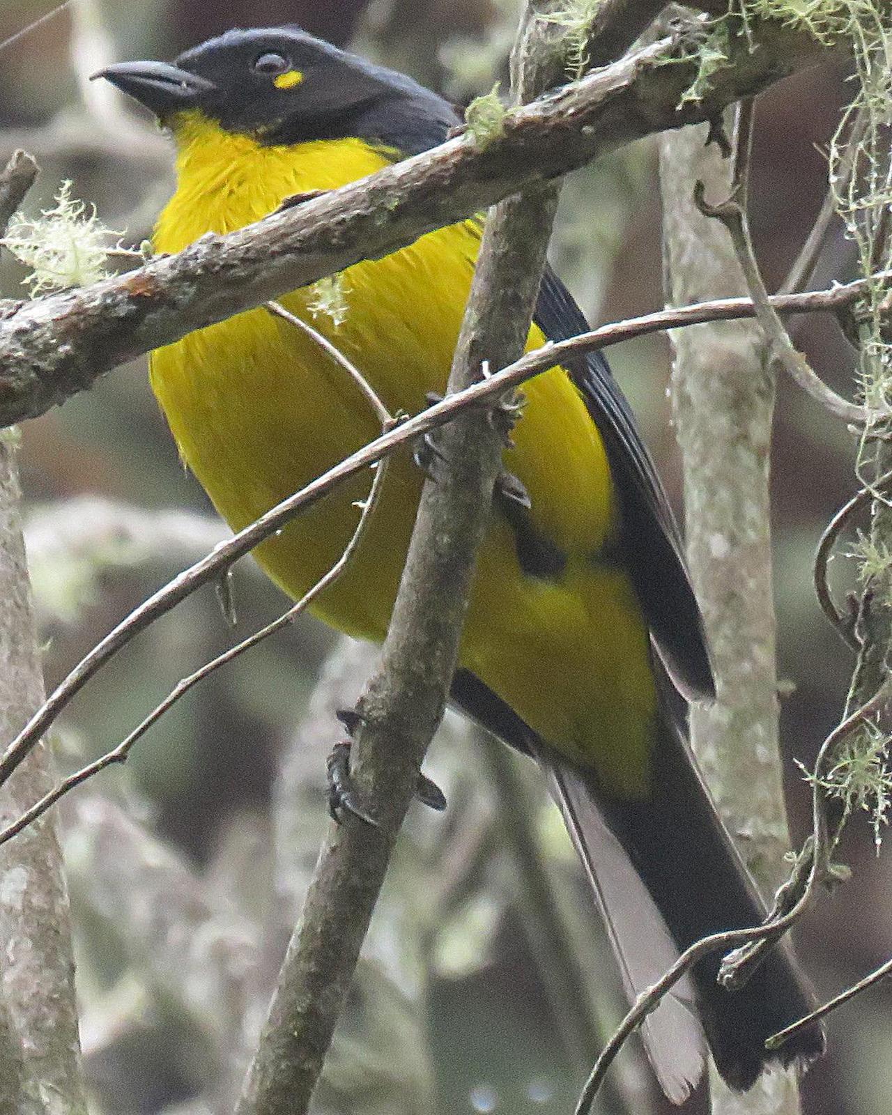 Black-cheeked Mountain-Tanager Photo by Kent Fiala