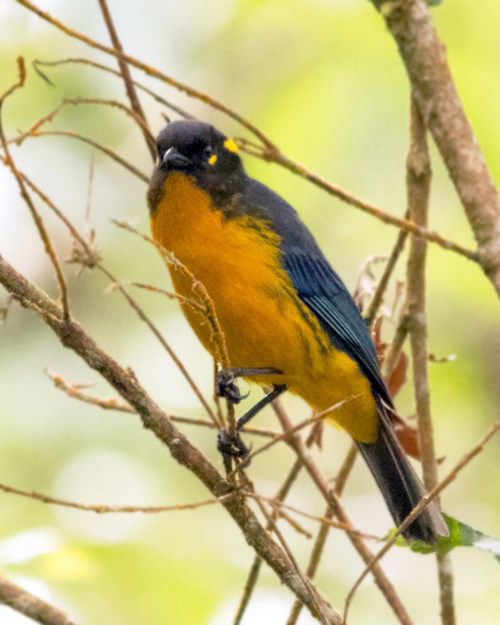 Lacrimose Mountain-Tanager Photo by Denis Rivard