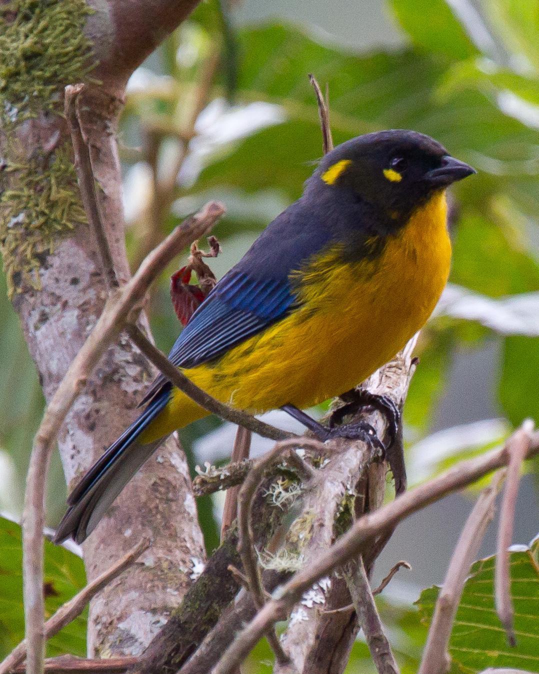 Lacrimose Mountain-Tanager Photo by Robert Lewis