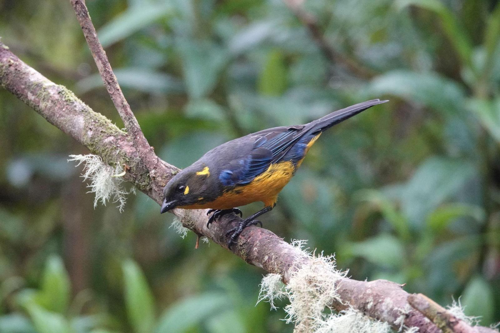 Lacrimose Mountain-Tanager Photo by Bonnie Clarfield-Bylin