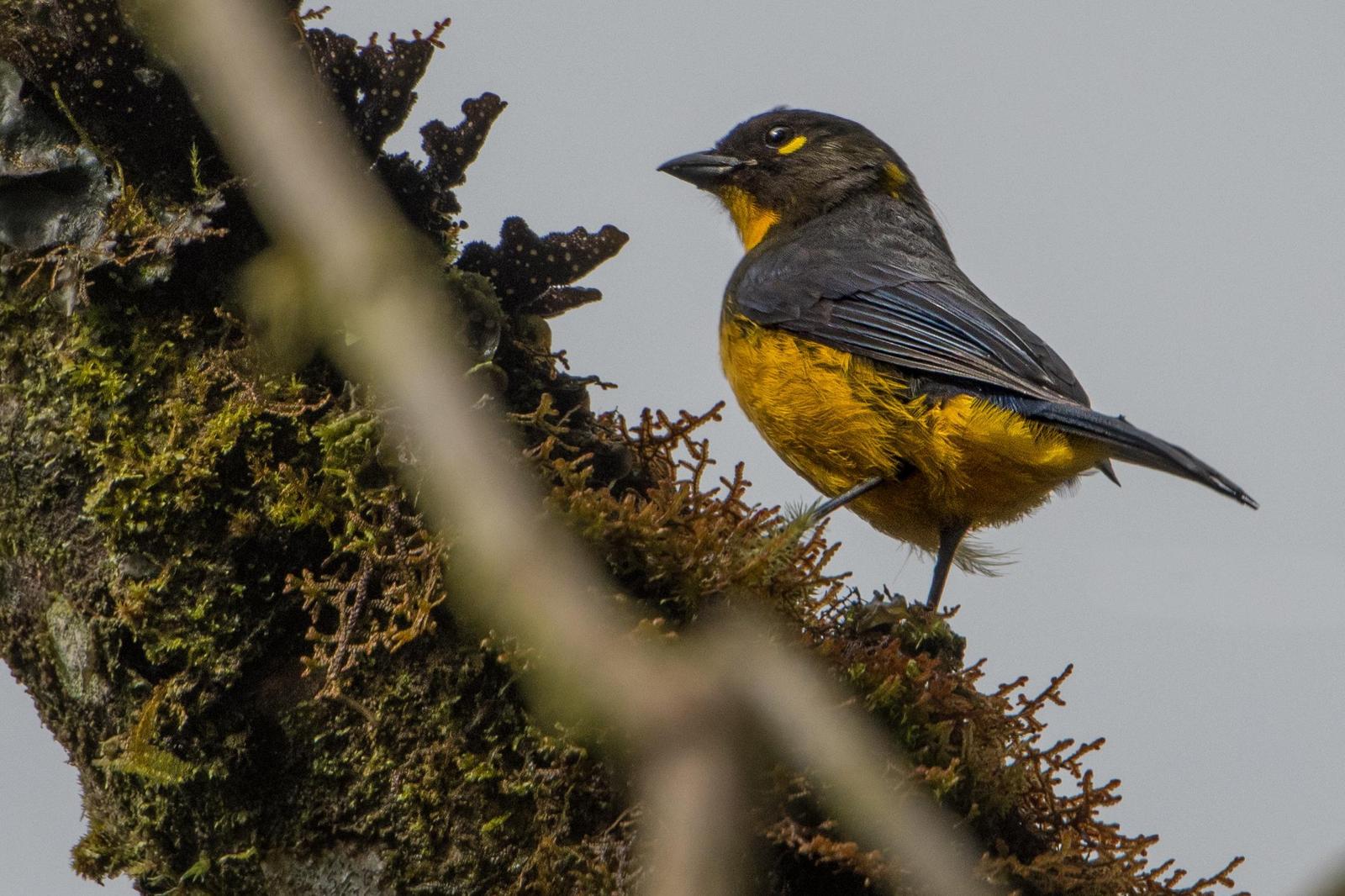 Lacrimose Mountain-Tanager Photo by Laurence Pellegrini