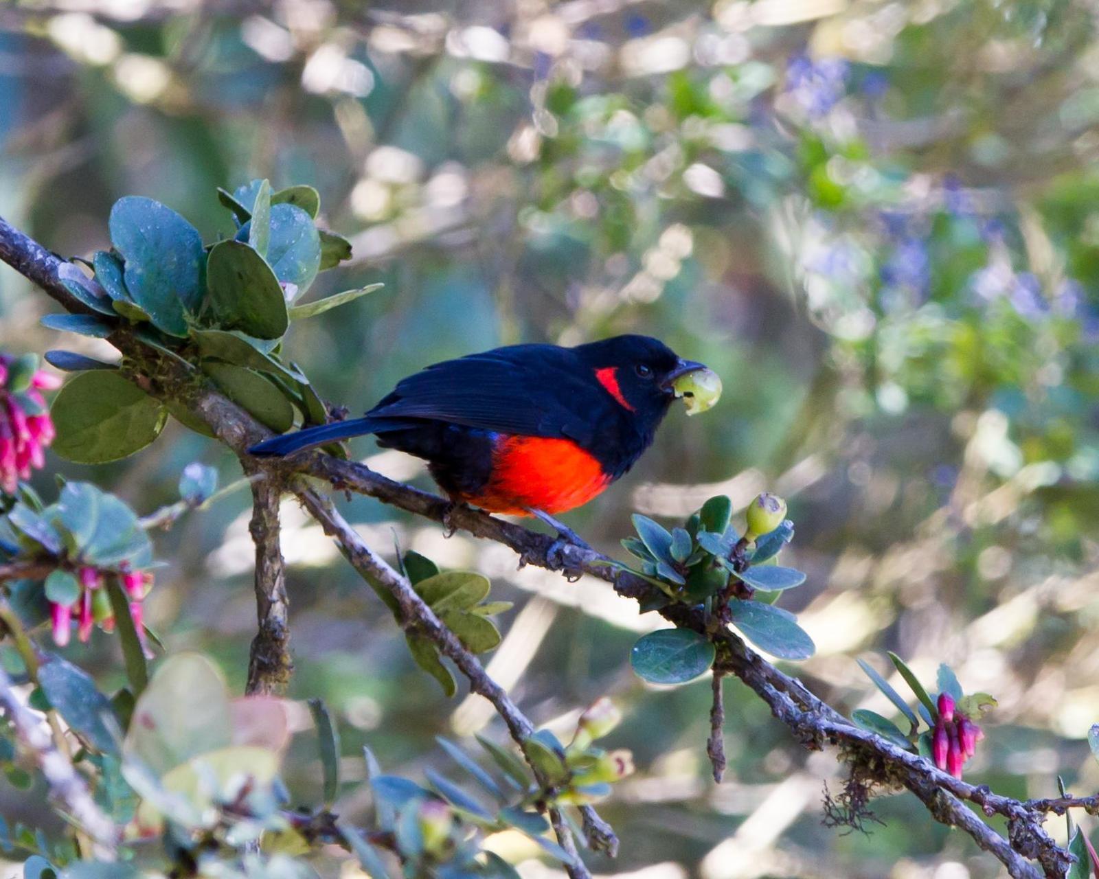 Scarlet-bellied Mountain-Tanager Photo by Kevin Berkoff