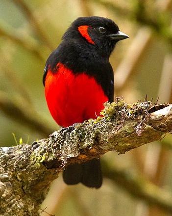 Scarlet-bellied Mountain-Tanager Photo by Francesco Veronesi