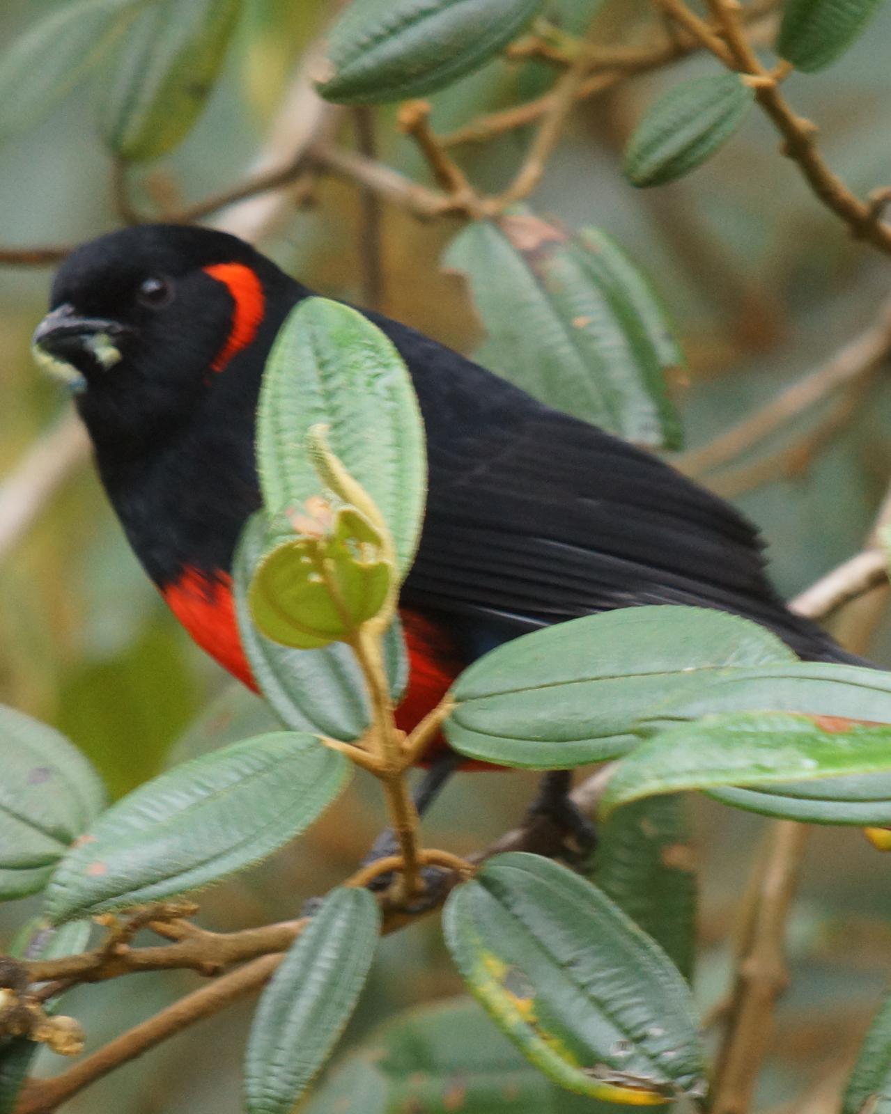Scarlet-bellied Mountain-Tanager Photo by Robin Oxley