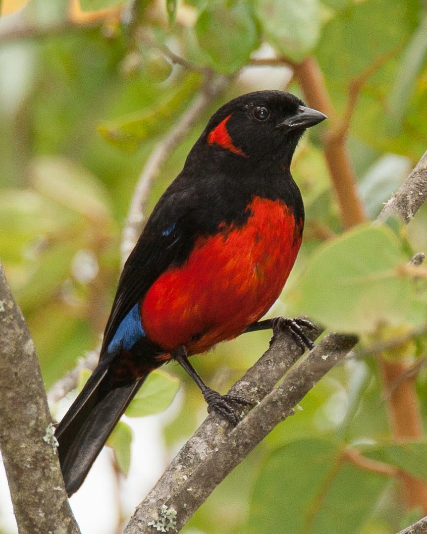 Scarlet-bellied Mountain-Tanager Photo by Robert Lewis