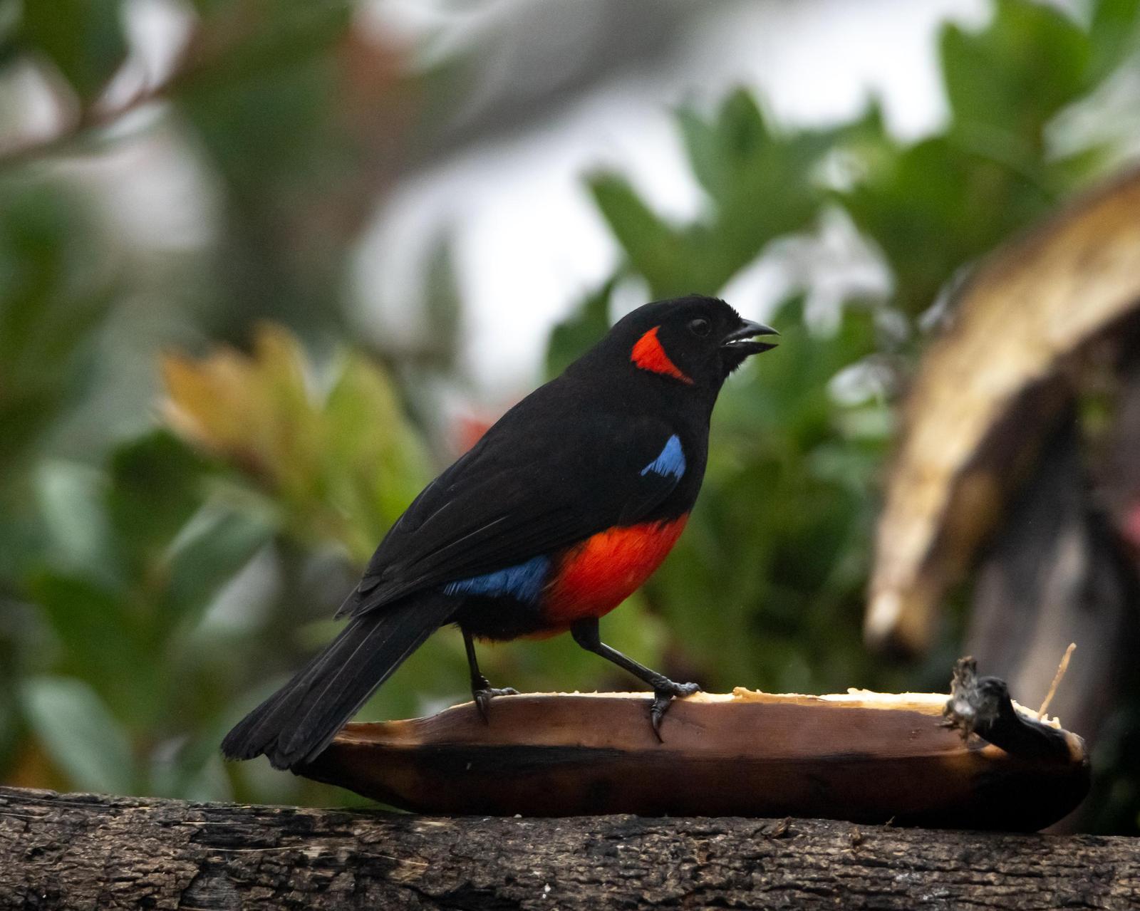 Scarlet-bellied Mountain-Tanager Photo by Gerald Hoekstra