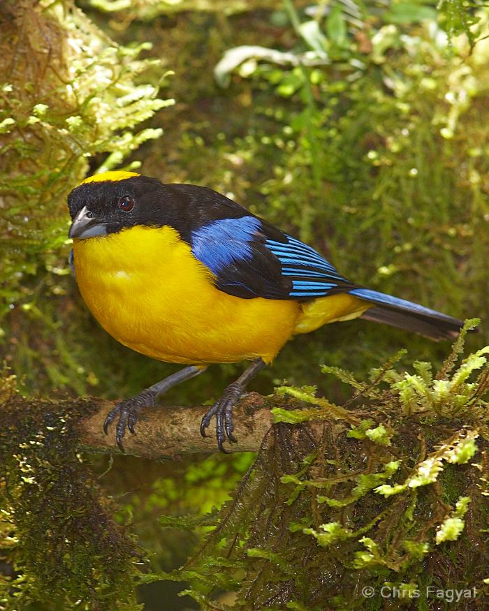 Blue-winged Mountain-Tanager Photo by Chris Fagyal